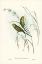 Picture of WARBLING GRASS-PARAKEET-MELOPSITTACUS UNDULATUS