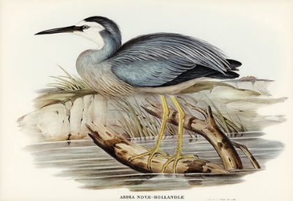 Picture of WHITE-FRONTED HERON-ARDEA NOVAE-HOLLANDIAE