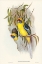 Picture of YELLOW-BELLIED PARAKEET-PLATYCERCUS FLAVIVENTRIS