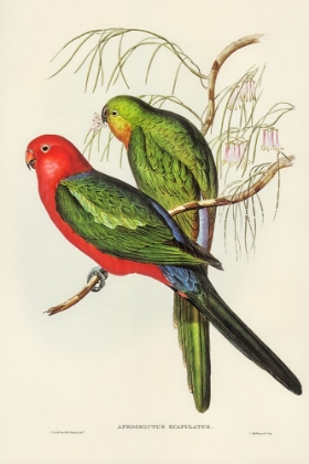 Picture of KING LORY-APROSMICTUS SCAPULATUS