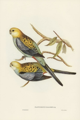 Picture of PALE-HEADED PARAKEET-PLATYCERCUS PALLICEPS