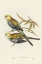 Picture of PALE-HEADED PARAKEET-PLATYCERCUS PALLICEPS