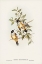 Picture of BUFF-SIDED ROBIN-PETROICA CERVINIVENTRIS