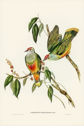 Picture of SWAINSONS FRUIT PIGEON-PTILINOPUS SWAINSONII