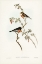 Picture of SCARLET-BREASTED ROBIN-PETROICA MULTICOLOR