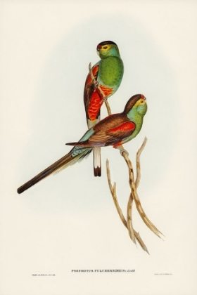 Picture of BEAUTIFUL PARAKEET-PSEPHOTUS PULCHERRIMUS