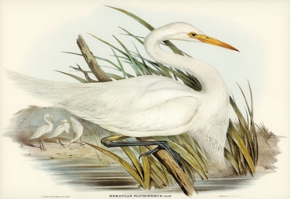 Picture of PLUMED EGRET-HERODIAS PLUMIFERUS