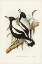 Picture of TASMANIAN CROW-SHRIKE-GYMNORHINA ORGANICUM