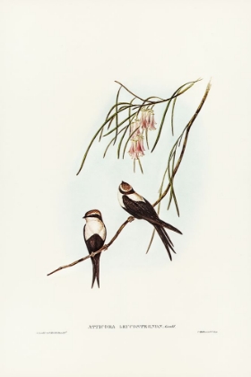 Picture of WHITE-BREASTED SWALLOW-ATTICORA LEUCOSTERNON