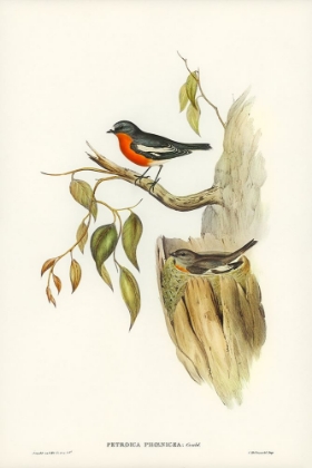 Picture of FLAME-BREASTED ROBIN-PETROICA PHOENICEA