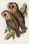 Picture of MASKED BARN OWL-STRIX PERSONATA