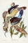 Picture of FAWN-BREASTED KINGFISHER-DACELO CORVINA