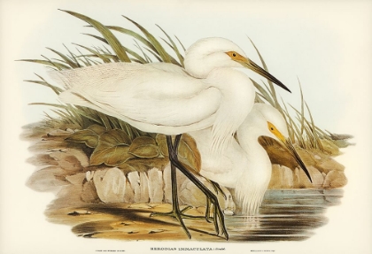 Picture of SPOTLESS EGRET-HERODIAS IMMACULATA