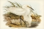 Picture of SPOTLESS EGRET-HERODIAS IMMACULATA