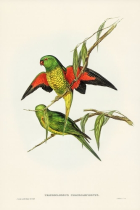 Picture of SCALY-BREASTED LORIKEET-TRICHOGLOSSUS CHLOROLEPIDOTUS