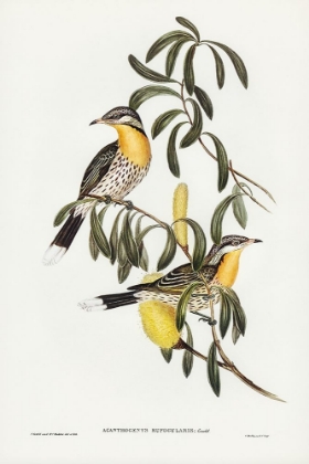 Picture of SPINY-CHEEKED HONEY-EATER-ACANTHOGENYS RUFOGULARIS