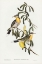 Picture of SPINY-CHEEKED HONEY-EATER-ACANTHOGENYS RUFOGULARIS