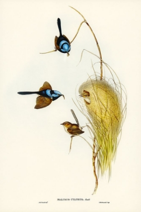 Picture of BLUE WREN-MALURUS CYANEUS