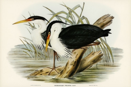 Picture of PIED EGRET-HERODIAS PICATA