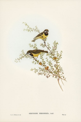 Picture of MASKED GERYGONE-GERYGONE PERSONATA