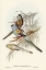 Picture of GOLDEN-BACKED PARAKEET-PSEPHOTUS CHRYSOPTERYGIUS