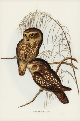 Picture of SPOTTED OWL-ATHENE MACULATE