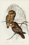 Picture of SPOTTED OWL-ATHENE MACULATE
