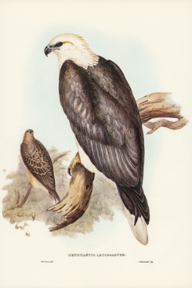 Picture of WHITE-BELLIED SEA EAGLE-ICHTHYIAETUS LEUCOSTERNUS