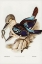 Picture of LEACH’S KINGFISHER-DACELO LEACHII