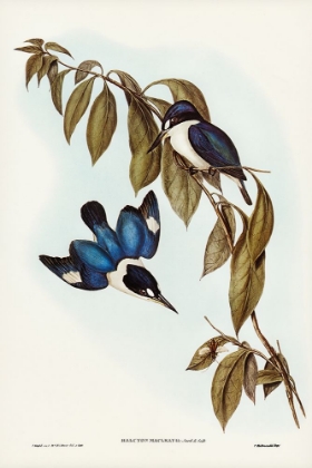 Picture of MACLEAY’S HALCYON-HALCYON MACLEAYII
