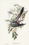 Picture of AUSTRALIAN CUCKOO-CUCULUS OPTATUS