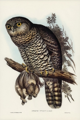 Picture of POWERFUL OWL-ATHENE STRENUA