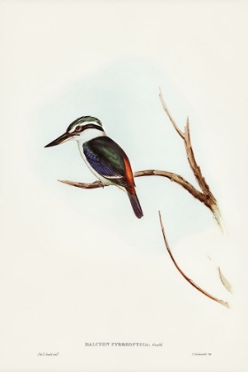 Picture of RED-BACKED HALCYON-HALCYON PYRRHOPYGIA