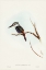 Picture of RED-BACKED HALCYON-HALCYON PYRRHOPYGIA