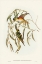 Picture of PORPHYRY-CROWNED LORIKEET-TRICHOGLOSSUS PORPHYROCEPHALUS