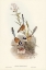 Picture of CROWNED WREN-MALURUS CORONATUS