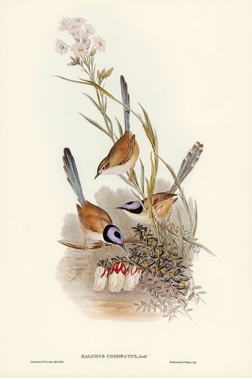 Picture of CROWNED WREN-MALURUS CORONATUS
