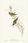 Picture of BEAUTIFUL GRASS FINCH-POEPHILA MIRABILIS