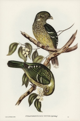 Picture of CAT BIRD-PTILONORHYNCHUS SMITHII