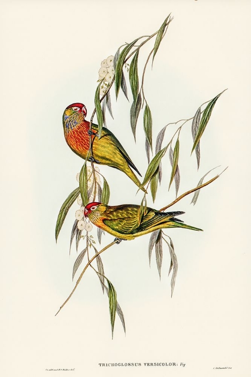 Picture of VARIED LORIKEET-TRICHOGLOSSUS VERSICOLOR