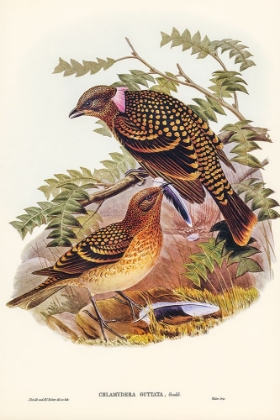 Picture of GUTTATED BOWER-BIRD-CHLAMYDERA GUTTATA