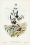 Picture of BEAUTIFUL WREN-MALURUS PULCHERRIMUS
