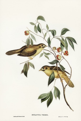 Picture of AUSTRALIAN BELL BIRD-MYZANTHA MELANOPHRYS