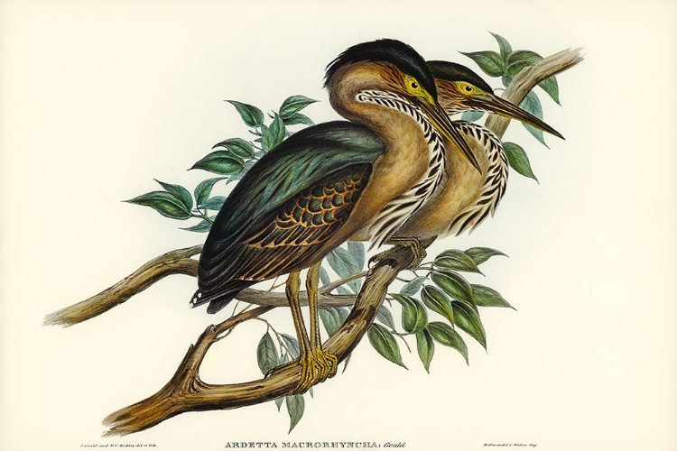 Picture of THICK-BILLED GREEN BITTERN-ARDETTA MACRORHYNCHA