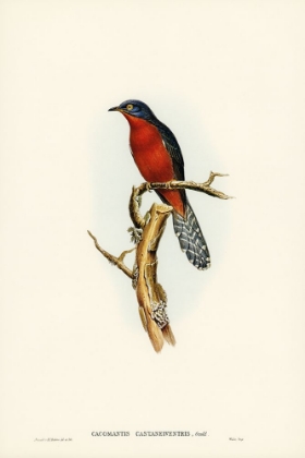 Picture of CHESTNUT-BREASTED CUCKOO-CACOMANTIS CASTANEIVENTRIS