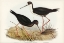 Picture of NEW ZEALAND STILT-HIMANTOPUS NOVAE-ZELANDIAE