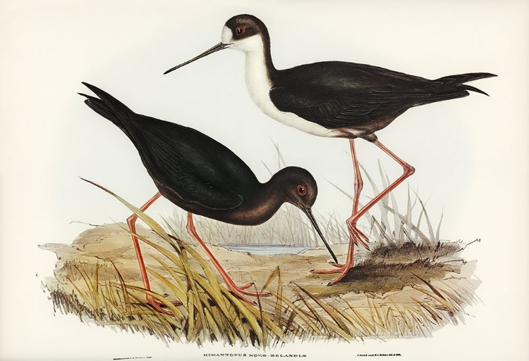 Picture of NEW ZEALAND STILT-HIMANTOPUS NOVAE-ZELANDIAE