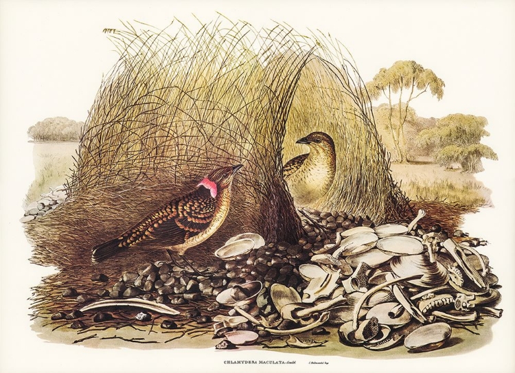 Picture of SPOTTED BOWER BIRD-CHLAMYDERA MACULATA