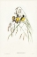 Picture of GOULDIAN FINCH-AMADINA GOULDIAE