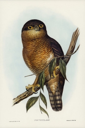 Picture of RUFOUS OWL-ATHENE RUFA